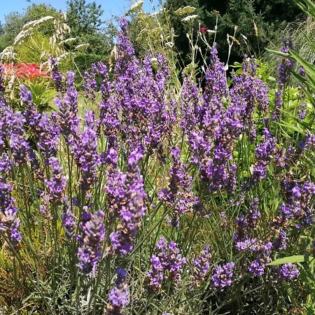 B&B La Grange Ancienne Montrollet