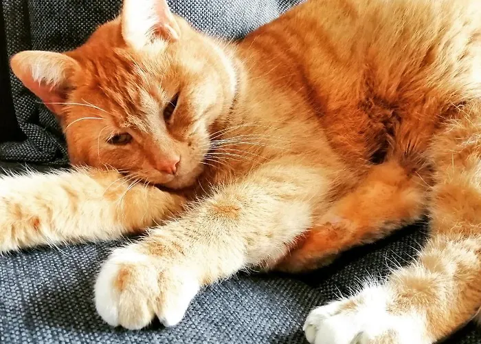 Bed & Breakfast La Grange Ancienne