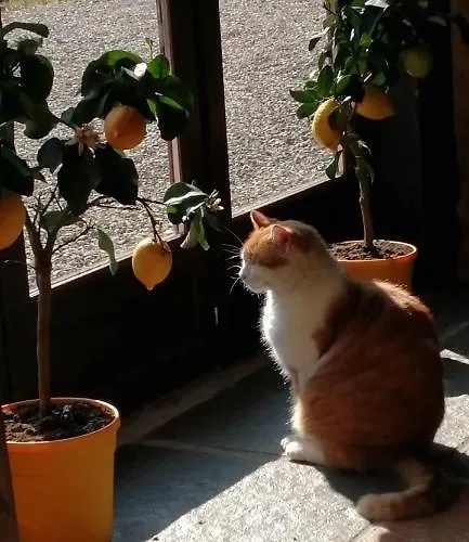 La Grange Ancienne Bed & Breakfast *