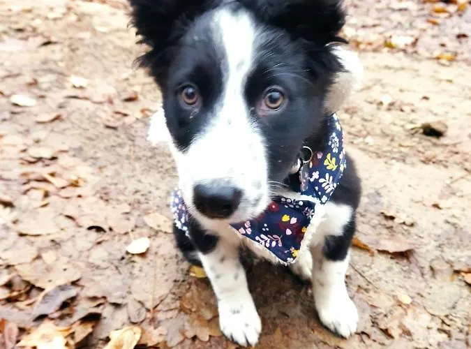 Bed & Breakfast La Grange Ancienne *